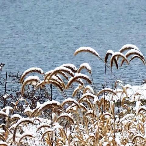 雪花飘落，顺问冬安