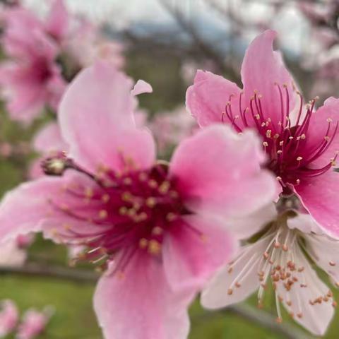 春花烂漫