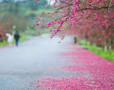 丹心热血沃新花，静待花开会有时——蟒河中心校“停课不停学”优秀教师展播（二）