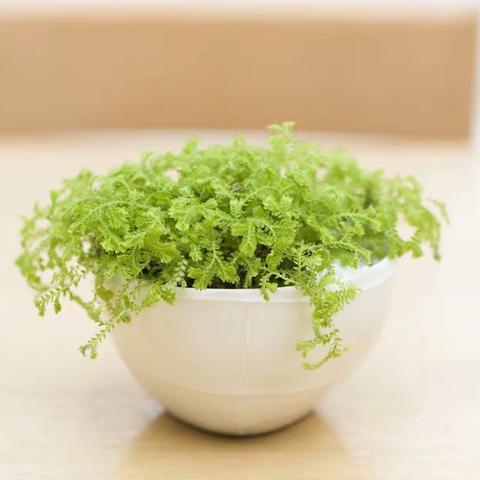 “种”在寒冬，“植”得期待——济源市愚公路幼儿园 大三班寒假种植篇