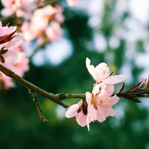 手脑结合，乐学物理—冀英中学天宁校区物理组五月工作总结