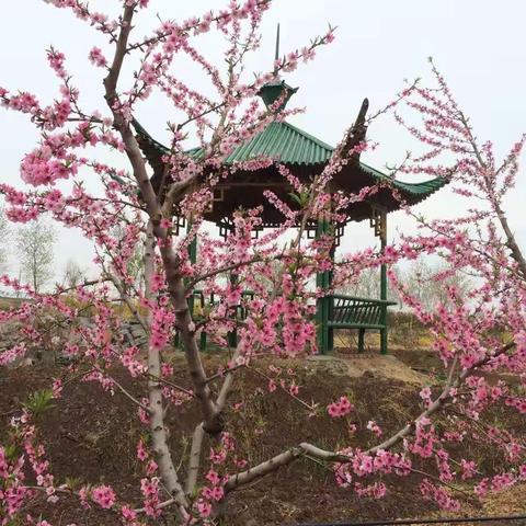 又是一年花开季！花海农田有约！亲你来吗？