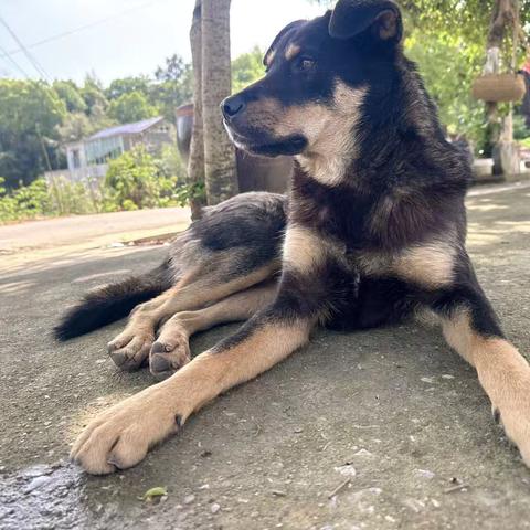 那只叫汉堡的四眼田园犬