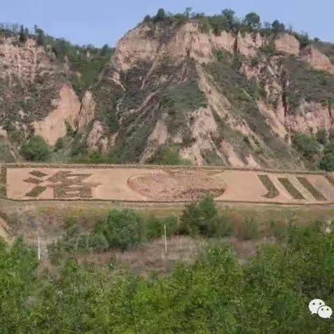 陕西洛川苹果