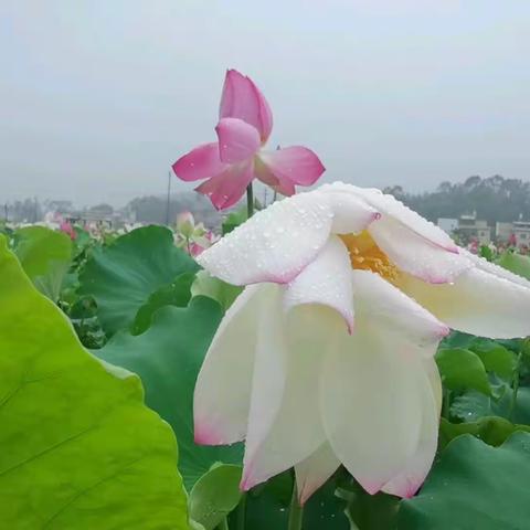 夏雨荷