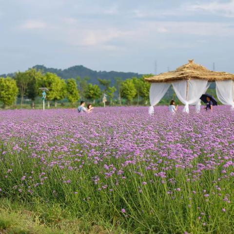 微风中，摇曳的紫色花浪等你来