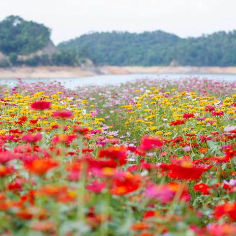 与你，相约每一花季