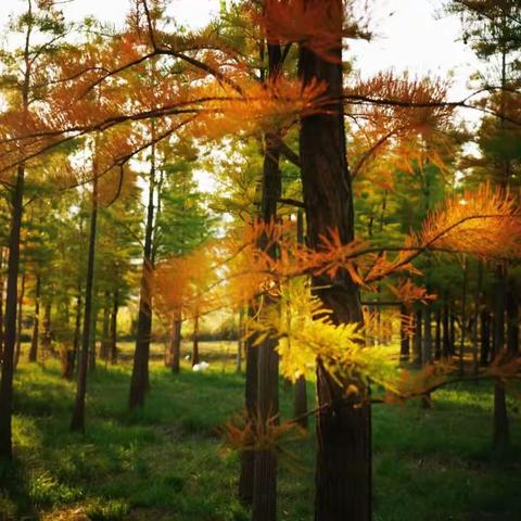 冬日暖阳，秋天的景，2021.11.16