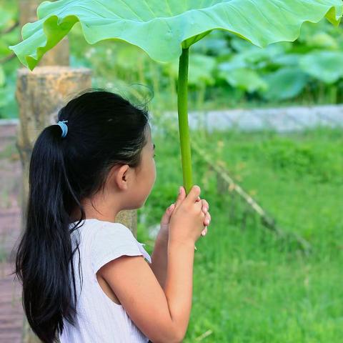 美丽的，荷塘月色