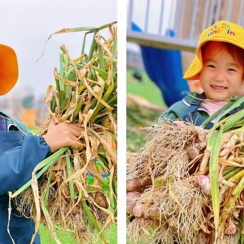 森然幼儿园自然园艺课程——大蒜种植记