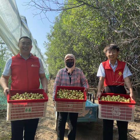 无棣农商银行庞集分理处助力农民丰收节