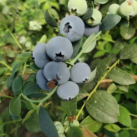 蓝莓生根套餐——沃叶根乐夫➕沃叶微生物菌剂