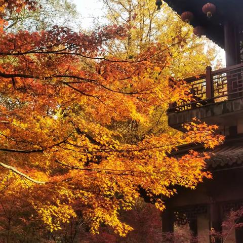 金陵秋韵之旅（Day5）