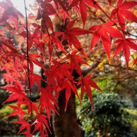 金陵秋韵之旅（Day4）