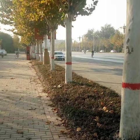 树木齐刷白 安全过寒冬 ——沙河市规划城管局园林绿化管理处
