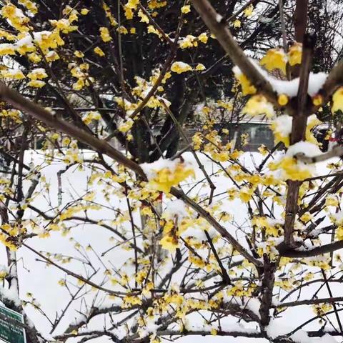 梅花公园踏雪寻梅