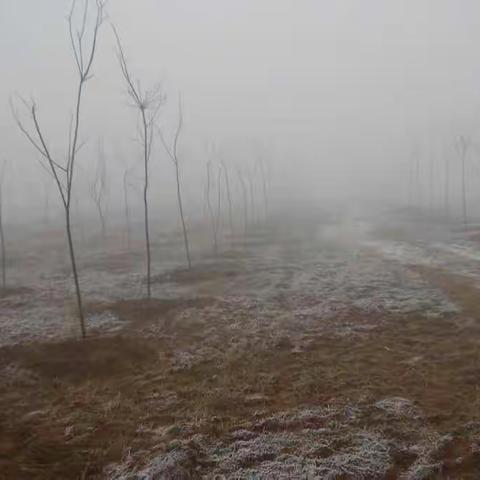 雪中送炭不如雪中种树 ——沙河市规划城管局