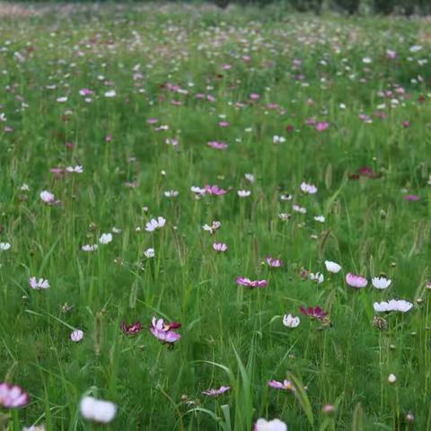 那些花儿🌸🌸