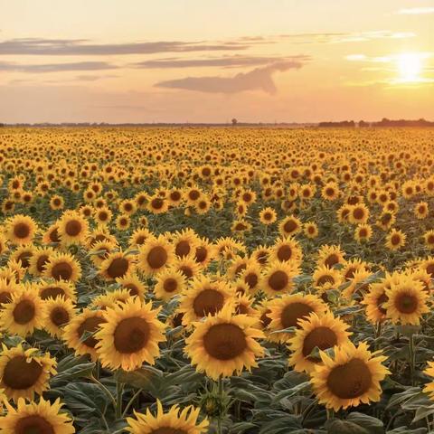 行知有思，好学不倦——记新区一小四年级语文线上培训活动