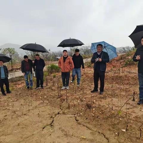 向油茶高质量发展进军 市政府督查组来横调研