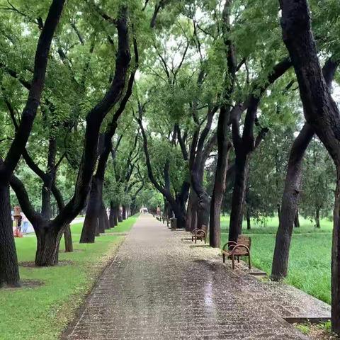 雨后的天坛公园