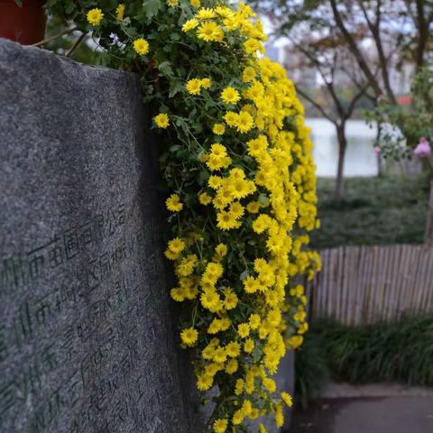 又是一年菊花季