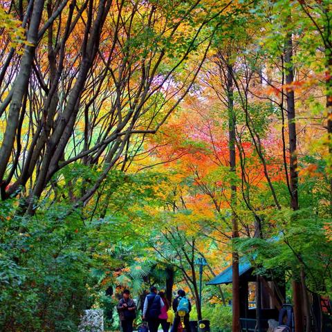 旅行笔记📝  惊梦莫奈花园 秋色层林尽染