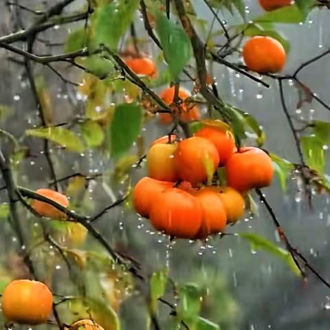 散文随笔✍️ 随风听雨 境由心造