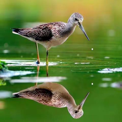 周末拓展阅读——我们的动物朋友