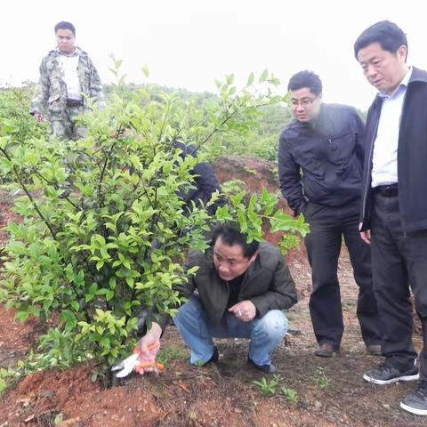 上饶县2016年油茶产业标准化示范项目