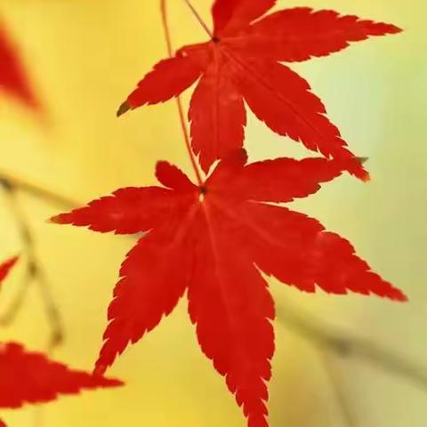 张清华双语版禅意随笔30.燃烧的枫叶 The burning maple leaves