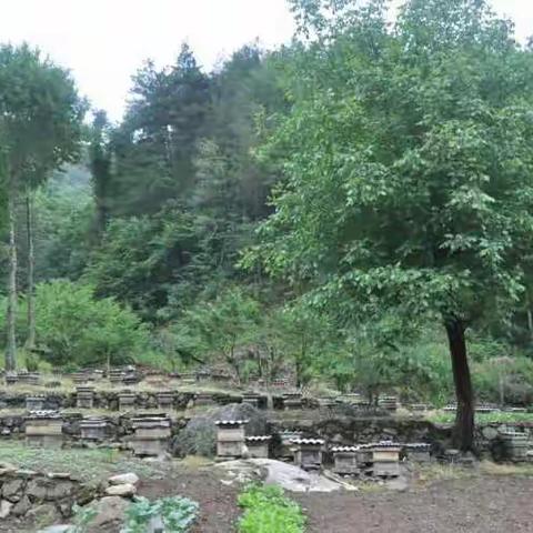 💐大自然的馈赠💝纯天然蜂蜜.🍀蜂产品💘长期有售💝