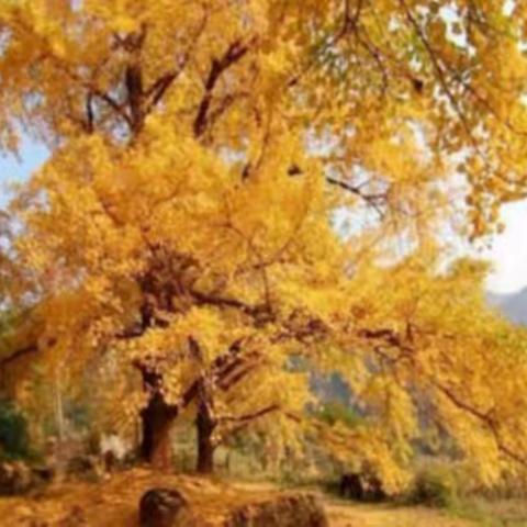 游海洋银杏+品恭城月柿+十里画廊+洋人街●西街浪漫美拍三日游仅299元