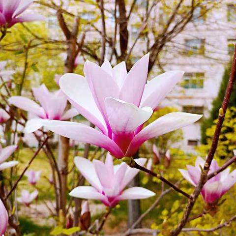 冰清玉洁玉兰花 见其仙面实偶然