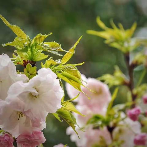 三年级语文组《习作五》教研活动纪实