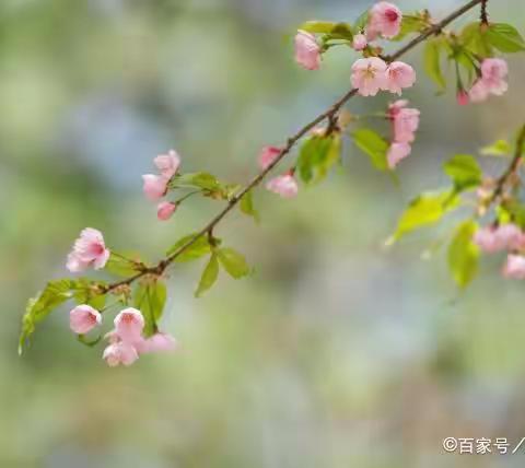 南山芥子•春雨情怀