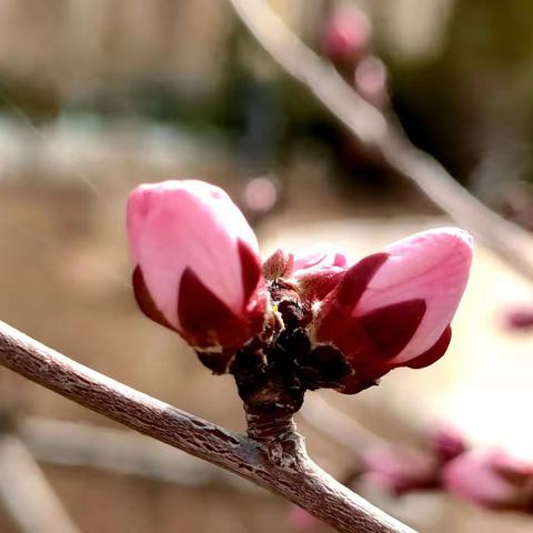 满眼都是桃花开