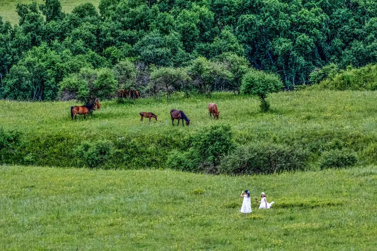 七月的草原