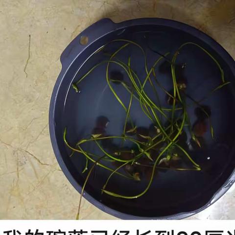 周欣敏种植小日记之碗莲