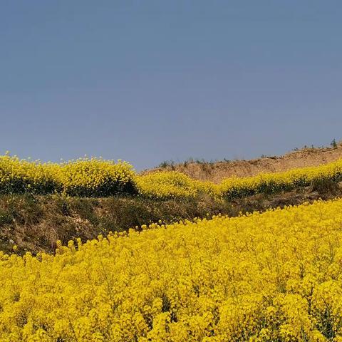 春来无处不风景