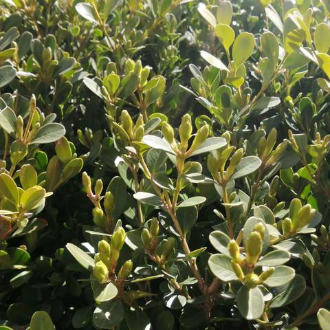 跃动的春（二）