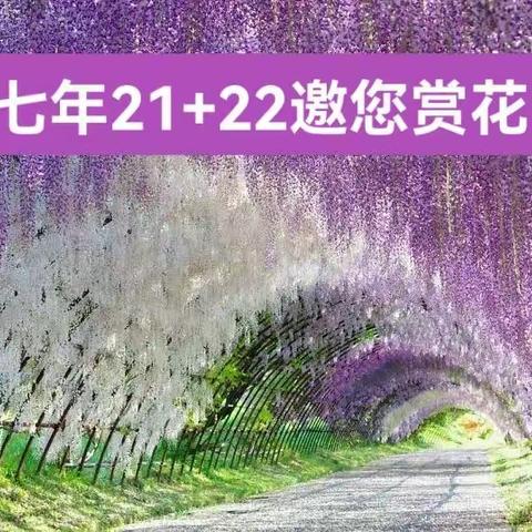 紫藤萝花又开 生命之河永在丨尚书七21+22邀您赏“花”