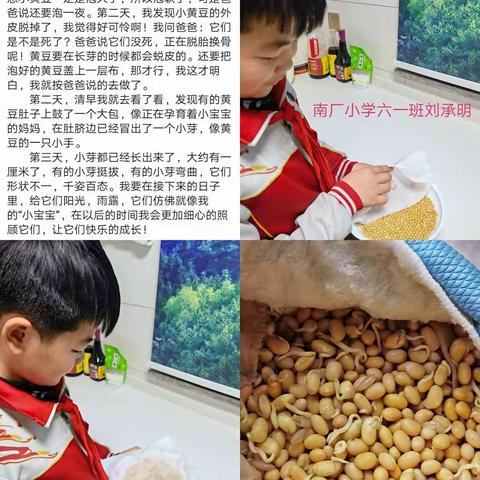双减趣味课堂，水培芽苗菜——南厂小学六一班综合实践活动