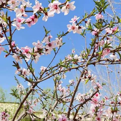 等你归来，再见花开！——定州市庞家佐小学