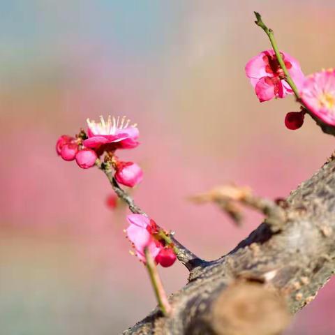 红梅花儿开  朵朵放光彩