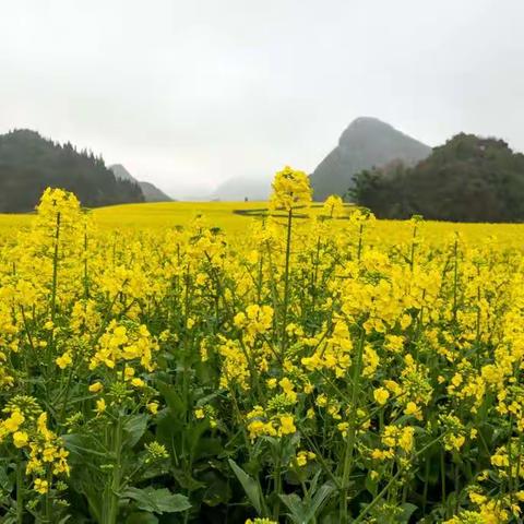 罗平油菜花金玉满堂