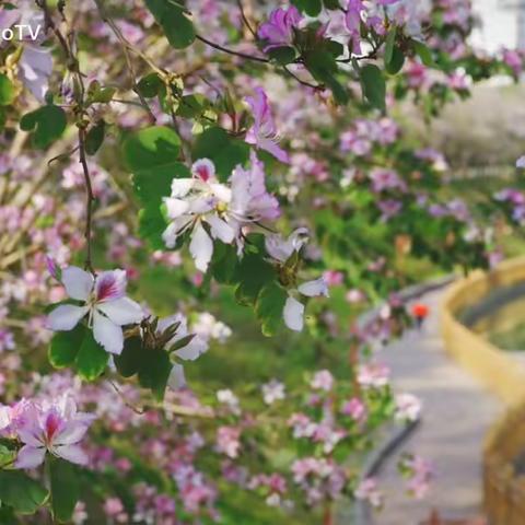 用汗水描绘绿色画卷