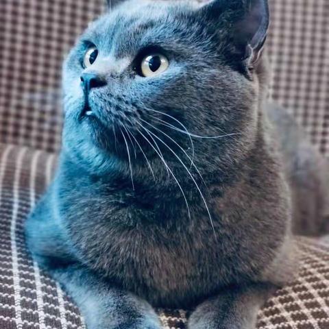 生活因它而美——吴颖影的《甲子与花》系列