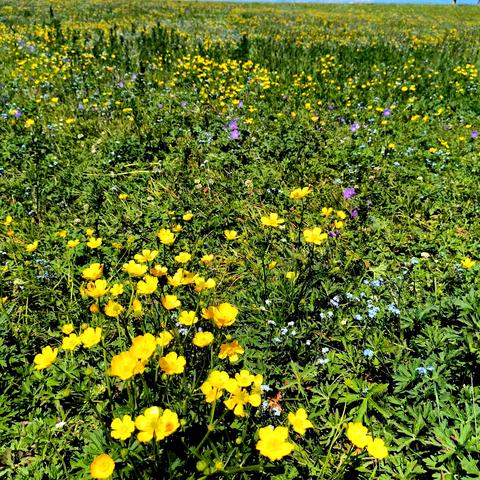 人间秘境草原游