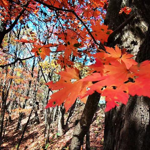 本溪秋色 枫叶正红